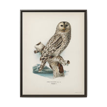 Strix uralensis ♀ illustrated by the von Wright brothers from our own 1929 folio version of Svenska Fåglar Efter Naturen Och Pa Sten Ritade - NOMADEN ART GALLERY