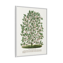 Hardy Magnolia tree lithograph. Digitally enhanced from our own original 1900 edition plates of Botanical Specimen published by Rochester Lithographing