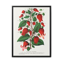 Prunus Triloba flower lithograph. Digitally enhanced from our own original 1900 edition plates of Botanical Specimen published by Rochester Lithographing - NOMADEN ART GALLERY