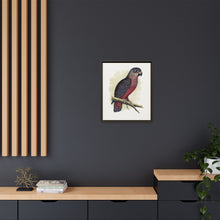 Dusky or Violet Parrot (Pionus fuscus) colored wood-engraved plate by Alexander Francis Lydon.