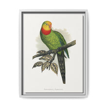 Barraband's Parakeet (Polytelis swainsonii) colored wood-engraved plate by Alexander Francis Lydon - NOMADEN ART GALLERY