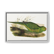 Green Ground Parrot (Pezoporus wallicus) colored wood-engraved plate by Alexander Francis Lydon - NOMADEN ART GALLERY