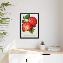 Duchess of Oldenburg apples lithograph from Botanical Specimen published by Rochester Lithographing