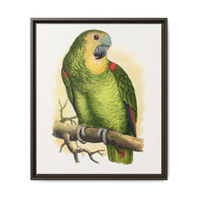 Blue-Fronted Amazon (Amazona aestiva) colored wood-engraved plate by Alexander Francis Lydon - NOMADEN ART GALLERY