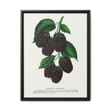 Lucretia Dewberry lithograph. Digitally enhanced from our own original 1900 edition plates of Botanical Specimen published by Rochester Lithographing - NOMADEN ART GALLERY