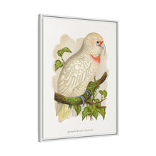 Placa xilográfica coloreada de cacatúa de pico fino (Cacatua tenuirostris) de Alexander Francis Lydon.