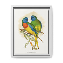 Splendid Parrakeet (Neophema splendida) colored wood-engraved plate by Alexander Francis Lydon - NOMADEN ART GALLERY