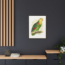 Double-Fronted or Le Vaillant's Amazon (Amazona oratrix) colored wood-engraved plate by Alexander Francis Lydon.