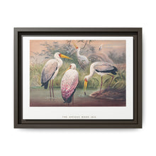 The African Wood Ibis from Zoological sketches (1861-1867) by Joseph Wolf and Philip Lutley Sclater - NOMADEN ART GALLERY
