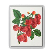Shaffer's Colossal Raspberry Lithograph (1900) - NOMADEN ART GALLERY