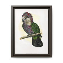 Hawk-Headed Parrot (Deroptyus accipitrinus) colored wood-engraved plate by Alexander Francis Lydon. - NOMADEN ART GALLERY