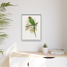 Ring-Necked or Bengal Parakeet (Psittacula columboides) colored wood-engraved plate by Alexander Francis Lydon