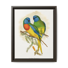 Splendid Parrakeet (Neophema splendida) colored wood-engraved plate by Alexander Francis Lydon - NOMADEN ART GALLERY
