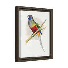 Blue Bonnet Parrakeet (Northiella haematogaster) colored wood-engraved plate by Alexander Francis Lydon.