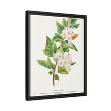 Spirea Aurea flowers lithograph. Digitally enhanced from our own original 1900 edition plates of Botanical Specimen published by Rochester Lithographing