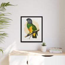 Senegal Parrot (Poicephalus senegalus) colored wood-engraved plate by Alexander Francis Lydon.