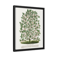 Hardy Magnolia tree lithograph. Digitally enhanced from our own original 1900 edition plates of Botanical Specimen published by Rochester Lithographing