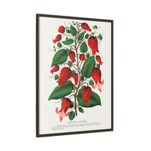 Prunus Triloba flower lithograph. Digitally enhanced from our own original 1900 edition plates of Botanical Specimen published by Rochester Lithographing