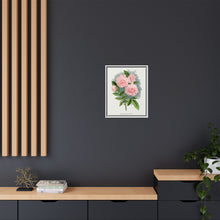 Pink rose, Clothilde Soupert lithograph. Digitally enhanced from our own original 1900 edition plates of Botanical Specimen published by Rochester Lithographing