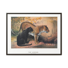 The Leopard from Zoological sketches (1861-1867) by Joseph Wolf and Philip Lutley Sclater - NOMADEN ART GALLERY