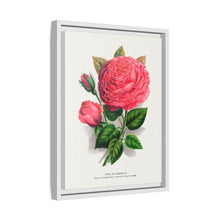 Pink rose, Anna De Diesbach lithograph. Digitally enhanced from our own original 1900 edition plates of Botanical Specimen published by Rochester Lithographing