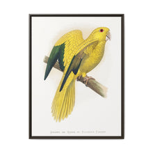 Golden or Queen Bavaria's Parrot (Guaruba guarouba) colored wood-engraved plate by Alexander Francis Lydon. - NOMADEN ART GALLERY