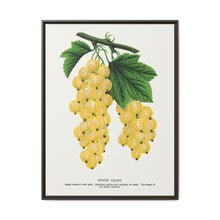 White grape lithograph. Digitally enhanced from our own original 1900 edition plates of Botanical Specimen published by Rochester Lithographing - NOMADEN ART GALLERY