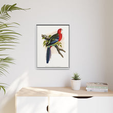 Rose-Hill or Rosella Parrakeet (Platycercus eximius) colored wood-engraved plate by Alexander Francis Lydon