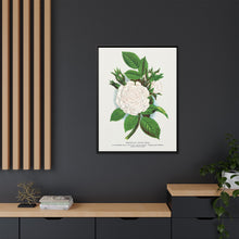 Rose, Perpetual White Moss lithograph. Digitally enhanced from our own original 1900 edition plates of Botanical Specimen published by Rochester Lithographing