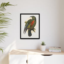 Mountain Parrot (Nestor notabilis) colored wood-engraved plate by Alexander Francis Lydon