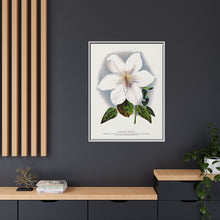 Clematis flower lithograph. Digitally enhanced from our own original 1900 edition plates of Botanical Specimen published by Rochester Lithographing