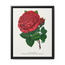 Red rose, American Beauty lithograph. Digitally enhanced from our own original 1900 edition plates of Botanical Specimen published by Rochester Lithographing - NOMADEN ART GALLERY