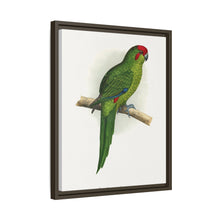 New Zealand Parrakeet (Cyanoramphus novaezelandiae) colored wood-engraved plate by Alexander Francis Lydon