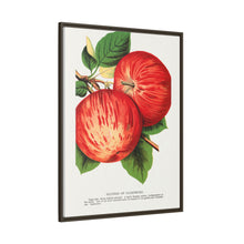 Duchess of Oldenburg apples lithograph from Botanical Specimen published by Rochester Lithographing