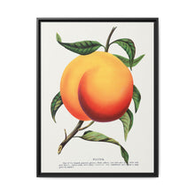 Foster peach lithograph. Digitally enhanced from our own original 1900 edition plates of Botanical Specimen published by Rochester Lithographing - NOMADEN ART GALLERY