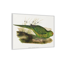 Green Ground Parrot (Pezoporus wallicus) colored wood-engraved plate by Alexander Francis Lydon