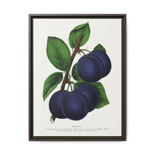 Niagara plum lithograph. Digitally enhanced from our own original 1900 edition plates of Botanical Specimen published by Rochester Lithographing - NOMADEN ART GALLERY