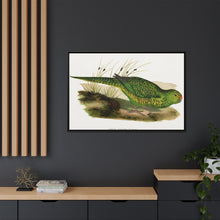 Green Ground Parrot (Pezoporus wallicus) colored wood-engraved plate by Alexander Francis Lydon