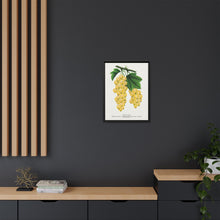White Grape Lithograph | Vintage Botanical Wall Art Print