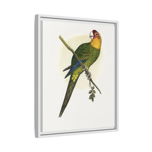 Carolina Parrot (Conuropsis carolinensis) colored wood-engraved plate by Alexander Francis Lydon.