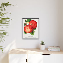 Duchess of Oldenburg apples lithograph from Botanical Specimen published by Rochester Lithographing