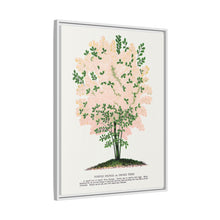 Purple Fringe tree lithograph. Digitally enhanced from our own original 1900 edition plates of Botanical Specimen published by Rochester Lithographing