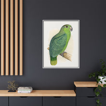 Mealy Amazon (Amazona farinosa) colored wood-engraved plate by Alexander Francis Lydon