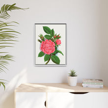 Pink rose, Salet Moss lithograph. Digitally enhanced from our own original 1900 edition plates of Botanical Specimen published by Rochester Lithographing