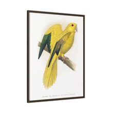 Golden or Queen Bavaria's Parrot (Guaruba guarouba) colored wood-engraved plate by Alexander Francis Lydon.