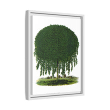 Kilmarnock Weeping Willow tree lithograph. Digitally enhanced from our own original 1900 edition plates of Botanical Specimen published by Rochester Lithographing