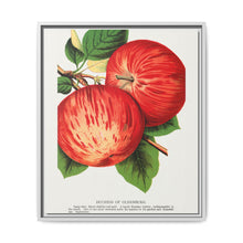 Duchess of Oldenburg apples lithograph from Botanical Specimen published by Rochester Lithographing - NOMADEN ART GALLERY