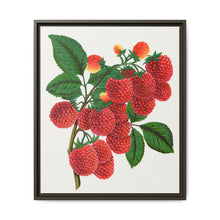 Shaffer's Colossal Raspberry Lithograph (1900) - NOMADEN ART GALLERY