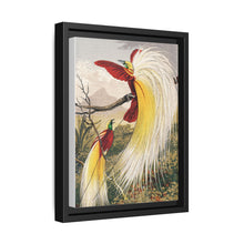 Birds of Paradise: Vintage Natural History Art by Benjamin Fawcett (1808 - 1893) - NOMADEN ART GALLERY