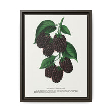 Lucretia Dewberry lithograph. Digitally enhanced from our own original 1900 edition plates of Botanical Specimen published by Rochester Lithographing - NOMADEN ART GALLERY
